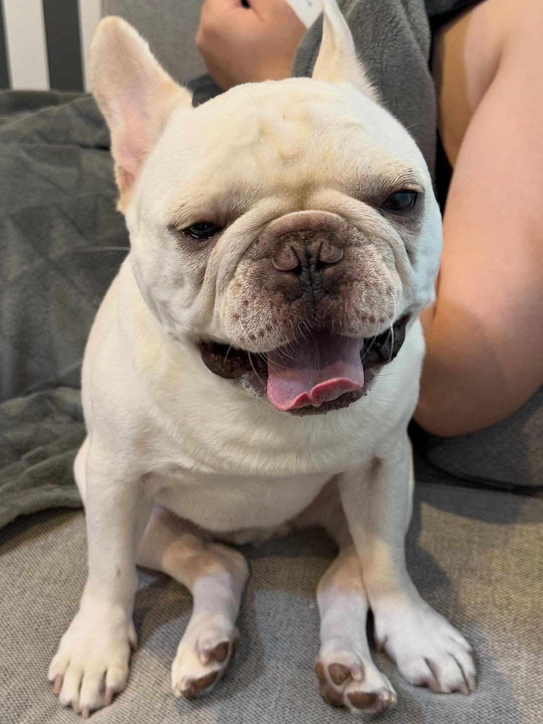 frebull_pamtaro-20251021-0002 - Copy