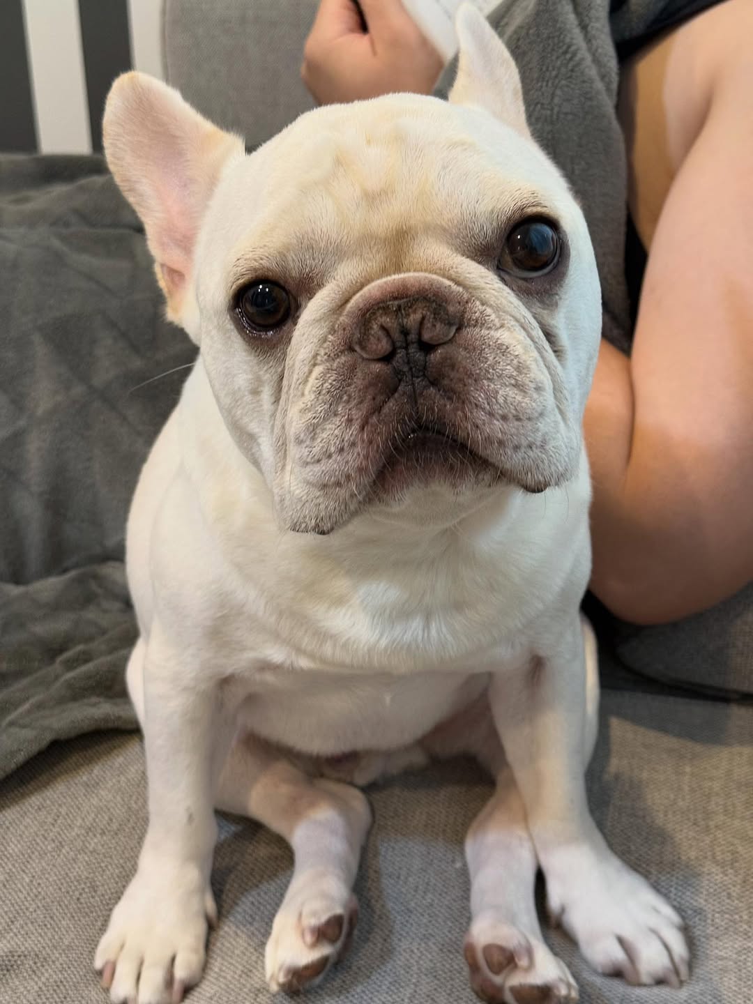 frebull_pamtaro-20251021-0003 - Copy