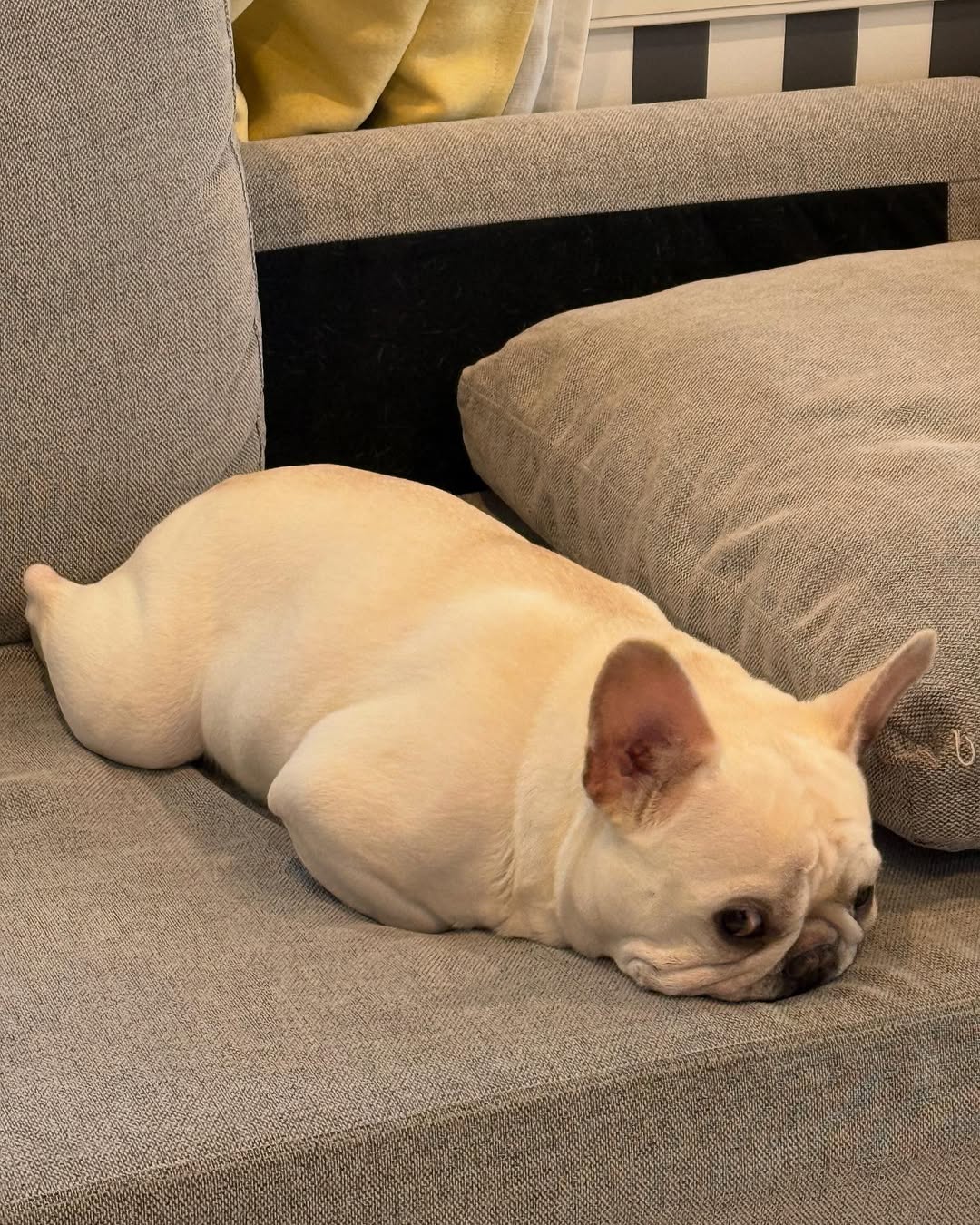 frebull_pamtaro-20251021-0005