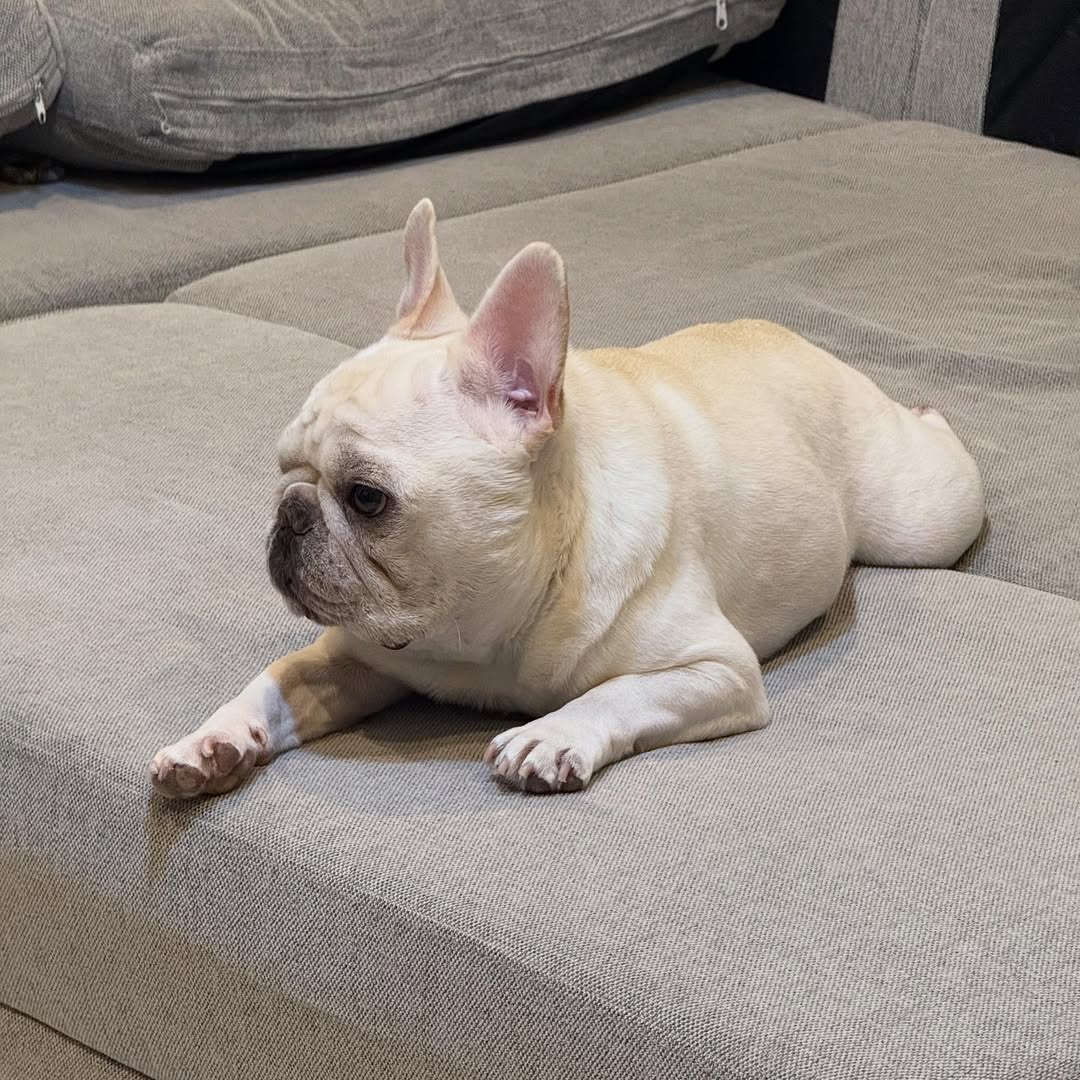 frebull_pamtaro-20251021-0008